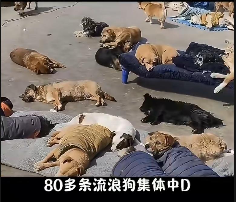 安徽一家流浪狗救助站，80多只狗陆续中毒，死了2只。排查了半个月，怀疑过食物，怀