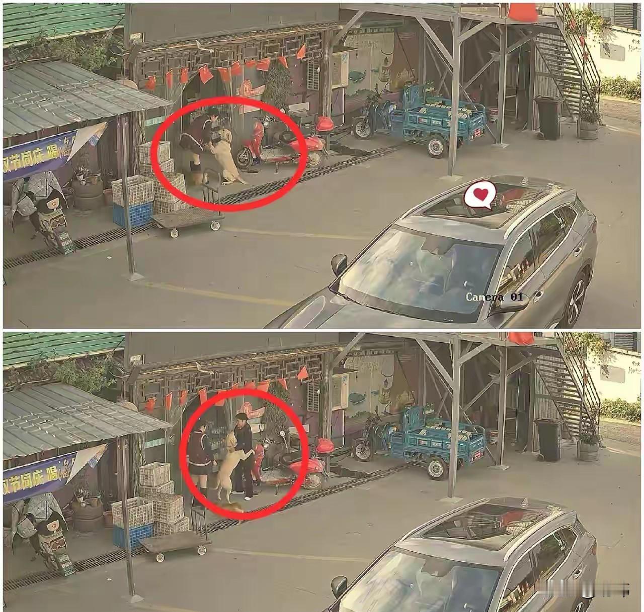 一位小姐姐养了一只狗狗，平时特别疼爱它，狗狗也非常听话，很依赖她，可突然有一天，