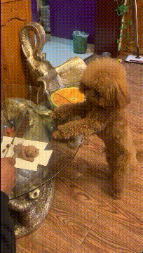 我去……吓死狗了