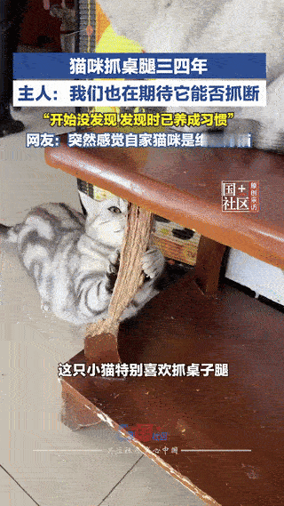 笑不活了，河北，一女子家养的猫咪喜欢磨爪子，时间一长，把家里的桌脚抓得就剩一点点