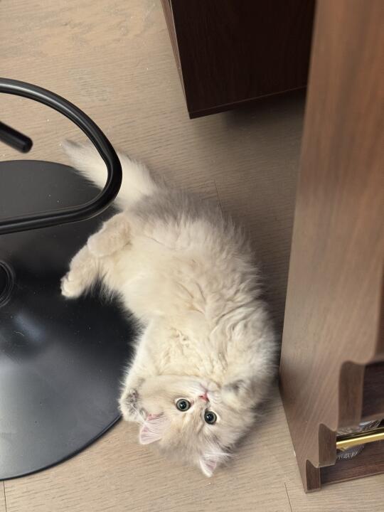 谁能拒绝自己会翻肚皮踩奶的小猫！