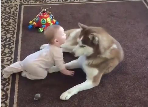 怎么看待，一只幼犬将一名1岁孩子扑倒，孩子父亲一气之下将狗摔死？这件事本质上