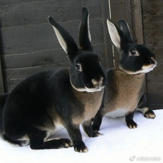 🐰⚫【黑水獭雷克斯兔：一身天鹅绒皮草，基因突变改写了整个兔界】⚫🐰🐇如果你