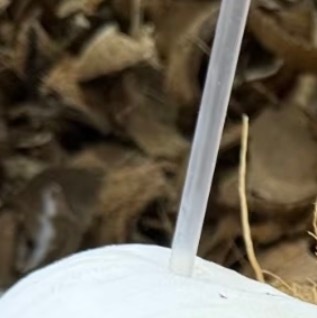 椰子的种植方法一、选种催芽：选黑棕色老椰子，如毛椰子，用水浸泡三天，放有一点水且