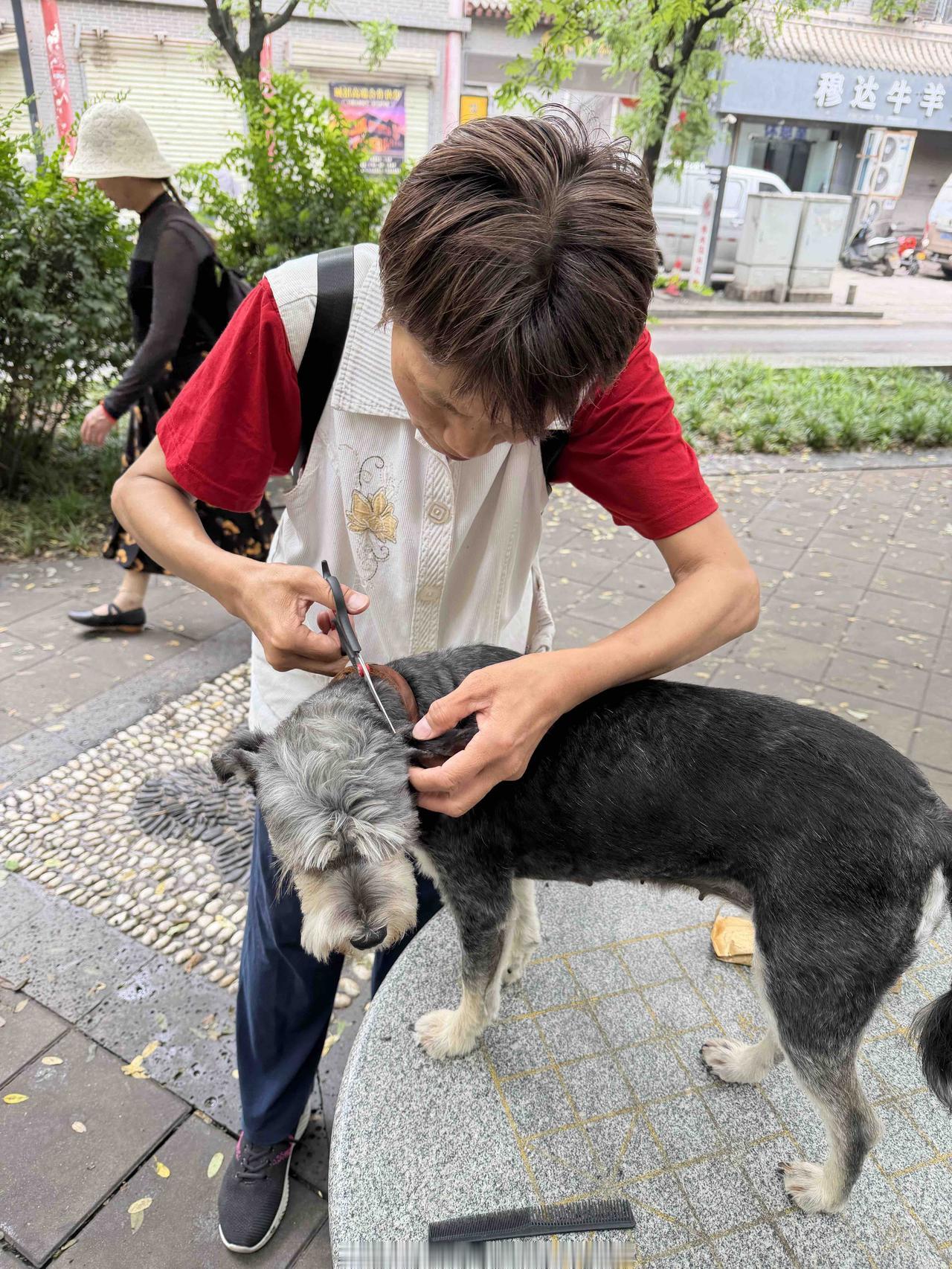 今天上午，我回家，11点40左右，经过北马道巷时，看到一位大妈，精心给一只漂亮可