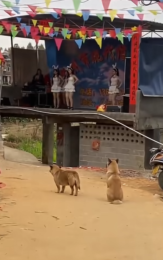 这看的狗狗都已经入迷了。