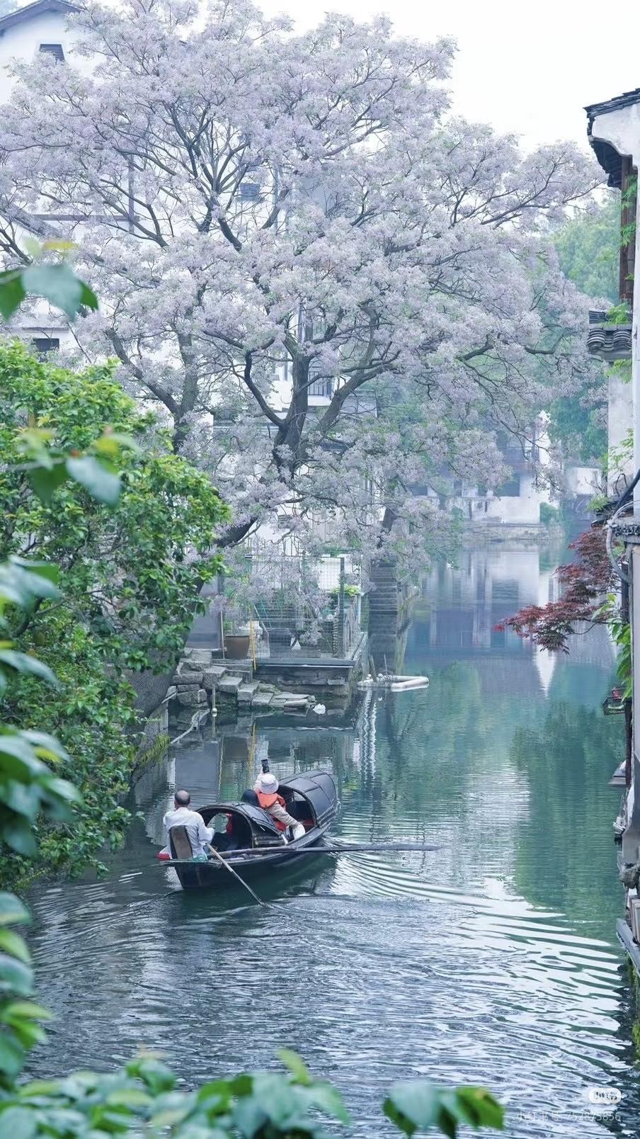 春光有信:苦楝花开，一梦入江南四月总要来趟绍兴吧苦楝花开，满树紫雪落江南