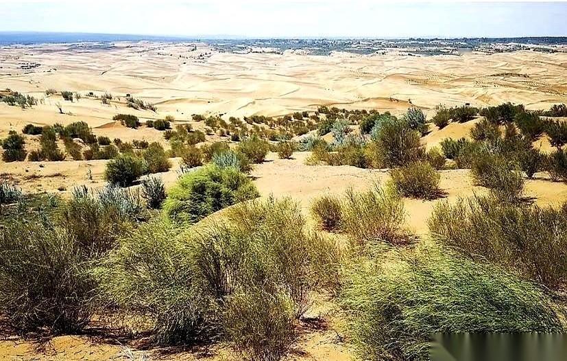 一开始我也不信，中国人真往库布其沙漠里，扔了10万只兔子。这操作听着就离谱。兔