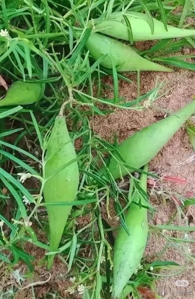 我可以肯定的告诉你们，这不是玉米🌽