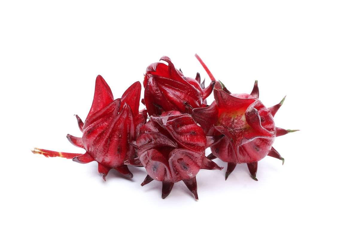 玫瑰茄提取物 10:1 玫瑰茄粉 现货供应批发价格 西安 斯诺特 植物提取物-食品商务网