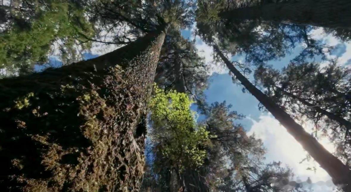 国家地理镜头下每一帧都是大片说一句绝美真的不过分！这也太太太好看了吧！Mate