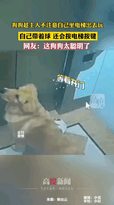 谁说动物的聪明只是条件反射？贵州这只狗狗直接刷新认知！趁主人拖地溜出门，还