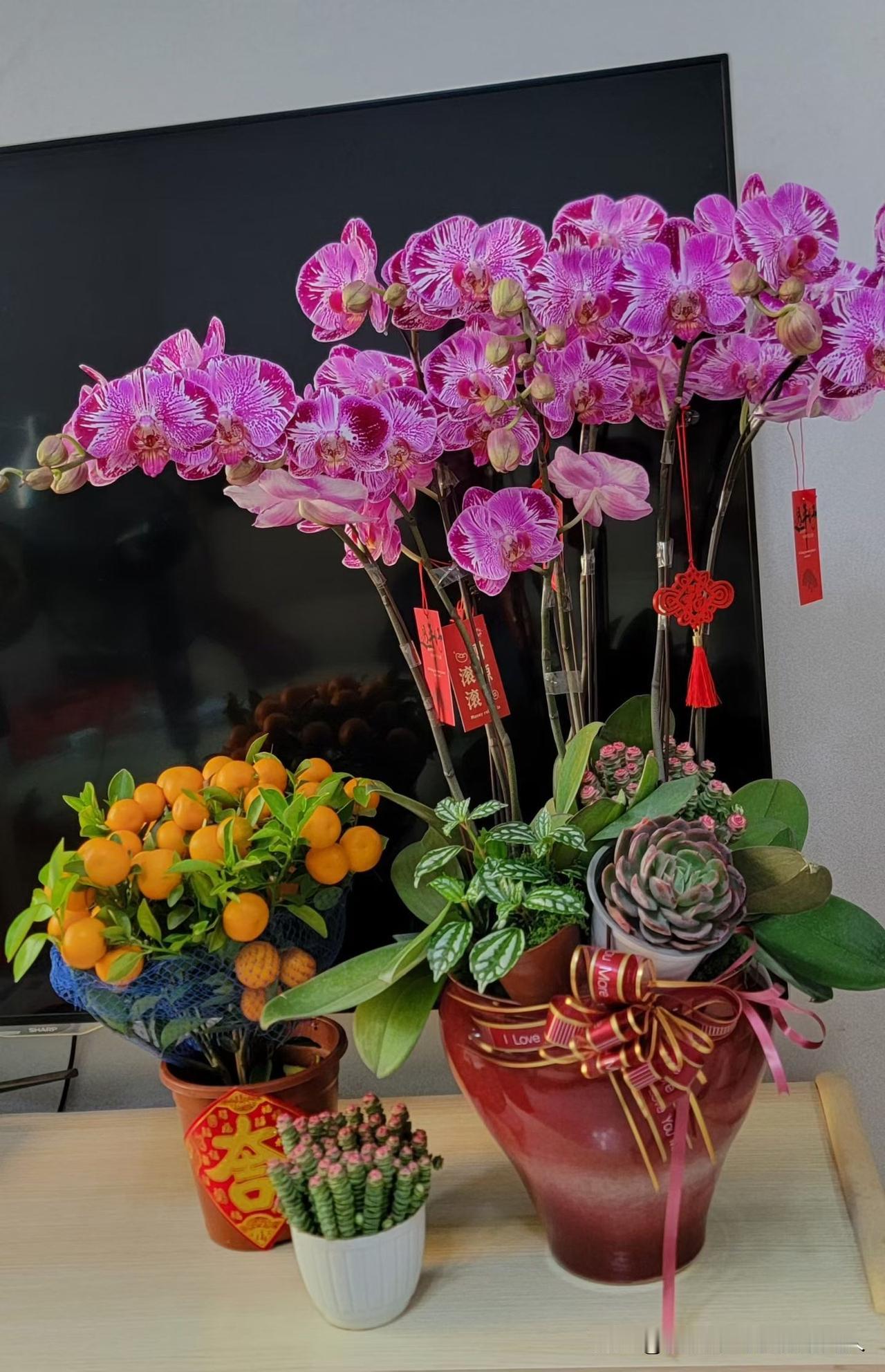 想了很久，还是决定今年不回老家过年了。不是路途远，也不是没时间，老家离我就100