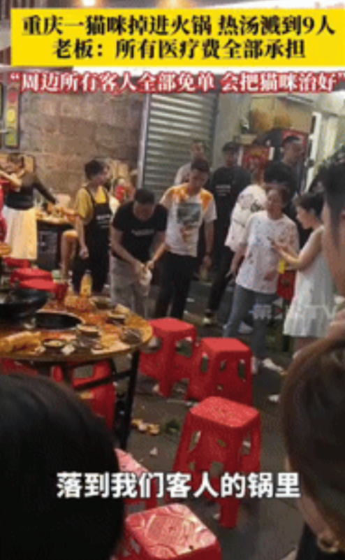 “活该这老板发财！”四川重庆，一猫咪突然从楼上掉进火锅里，热汤溅到了9名顾客，谁