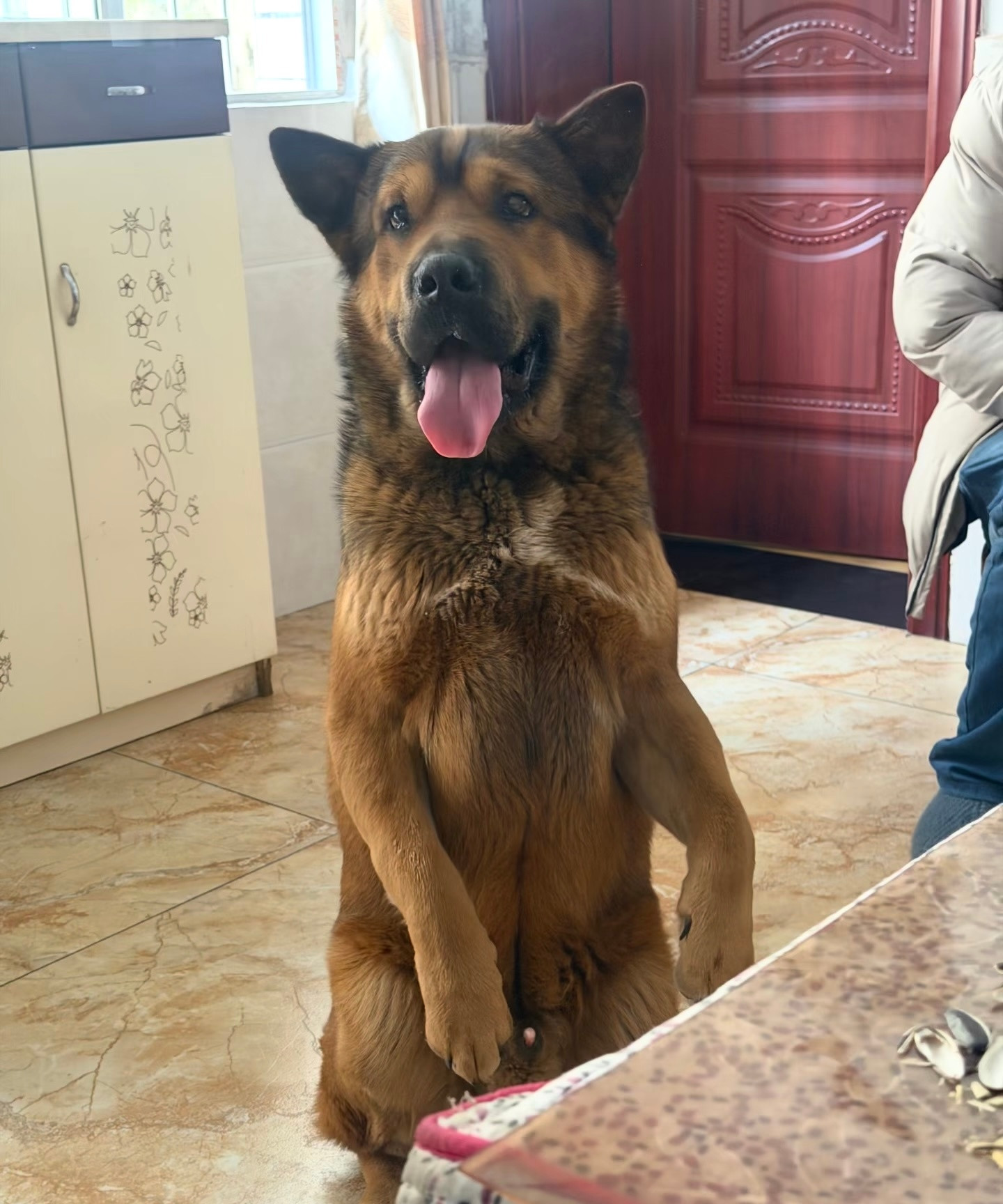 过年走亲戚中的小狗