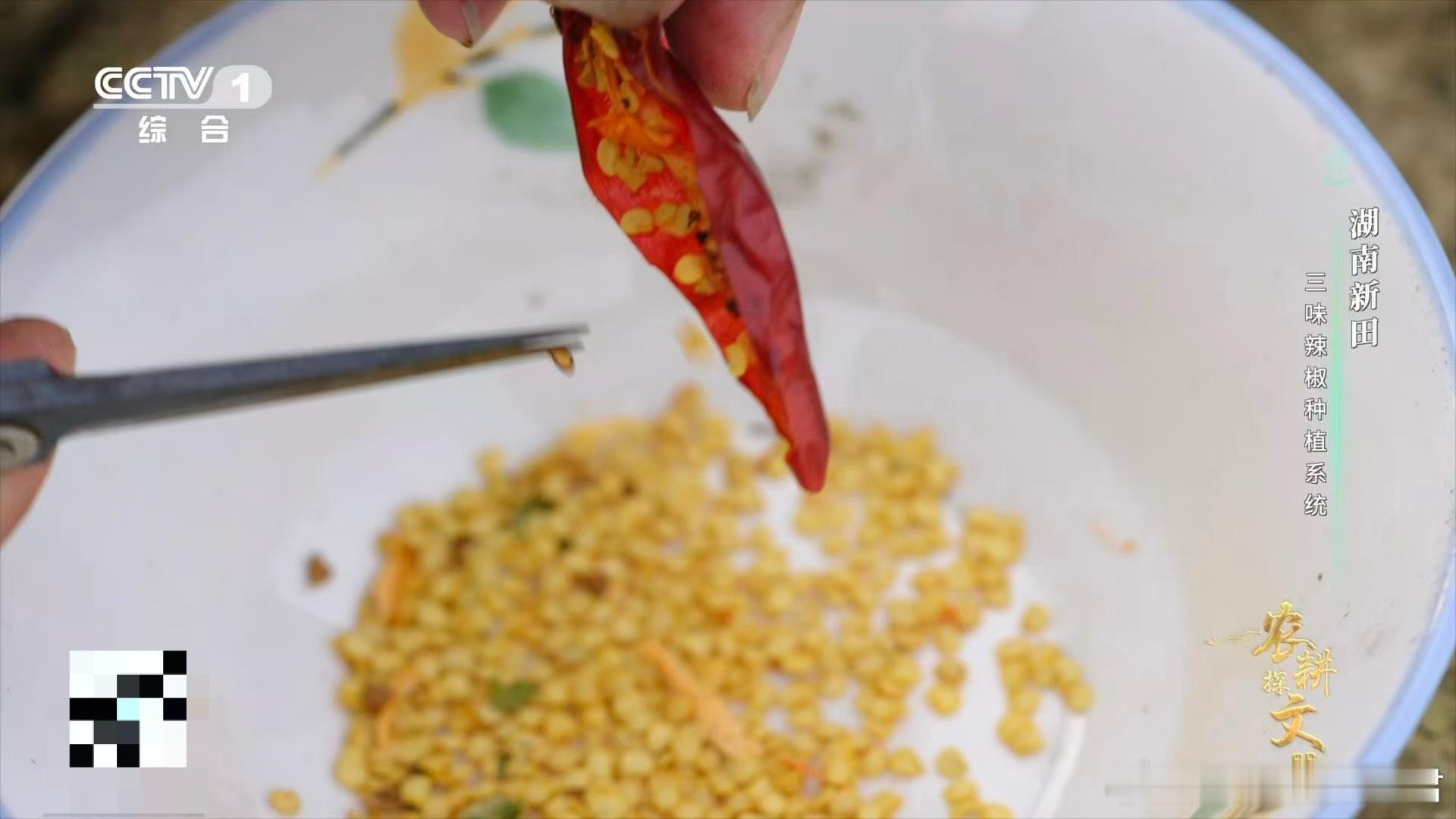 田螺：没想到我除了能吃还能当花盆！湖南新田世代相传的种植秘方，螺壳育苗+螺肉肥田