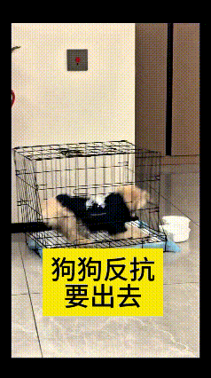 俺嘞乖乖，这小狗也太犟了！因为调皮捣蛋被主人关进笼子里，它一点都不老实，又是啃