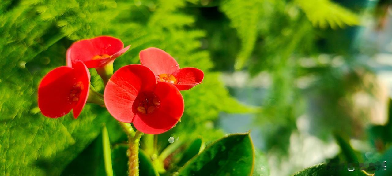 清浅时光晒图笔记大赛分享一张开花的照片晒一晒手机里的花草图片分享一张自然风景