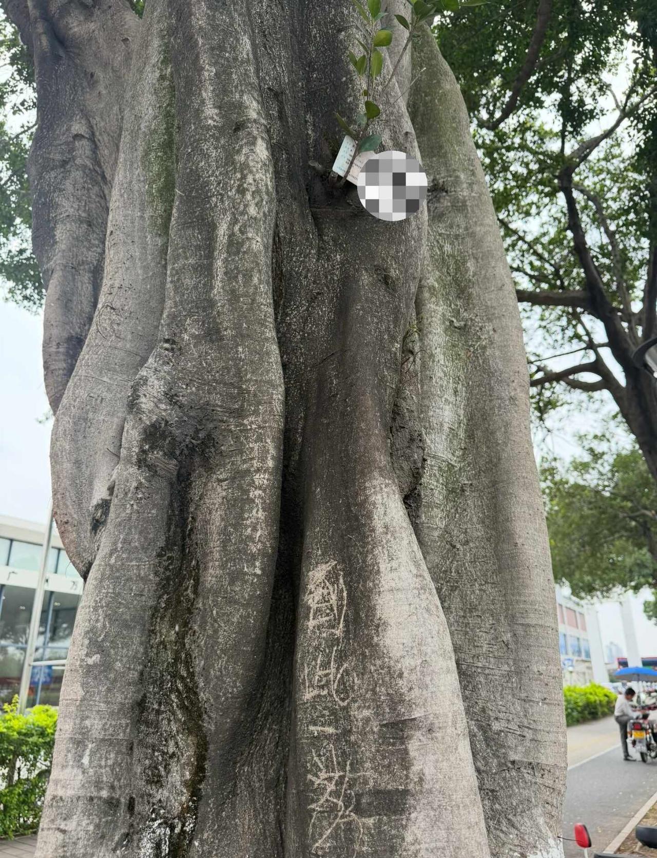 河南的朋友，你身份证掉树上了在等公交的时候看到这颗树，看到树被写了字，刚想看清