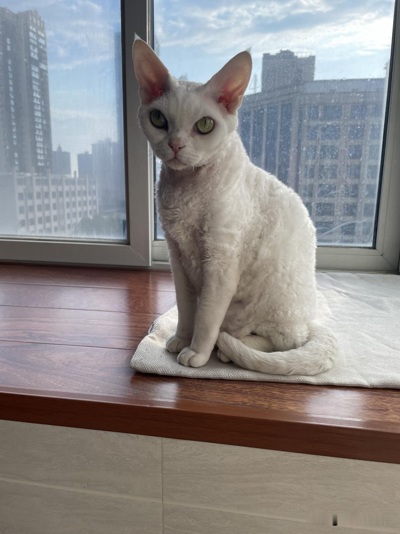 今天我家的小猫咪是一只乖乖猫，认认真真坐着，是在听我唠叨呢。