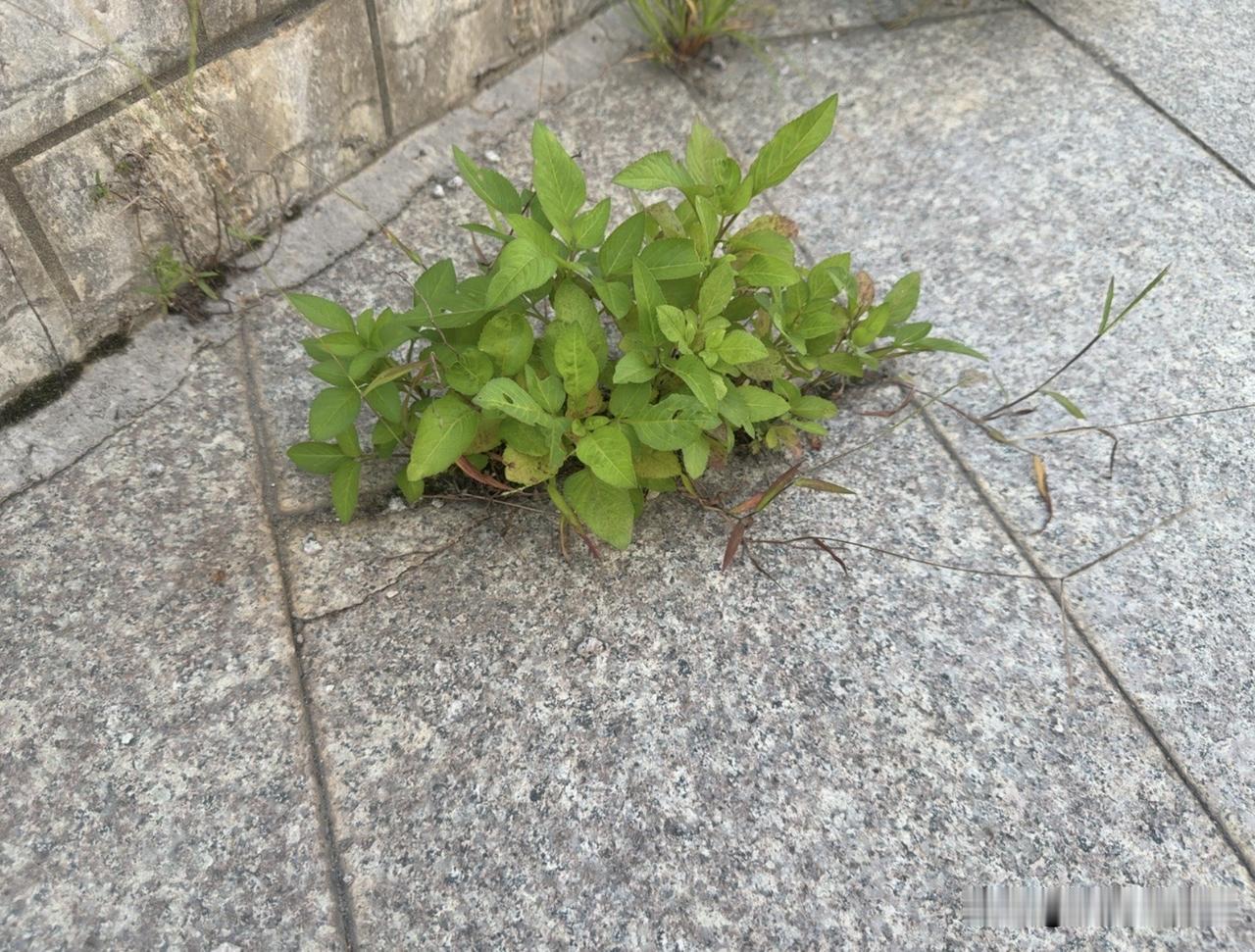 谁懂啊！石缝里的这抹绿，直接给我整破防了🌱走在路上，突然被地砖缝里的这株小