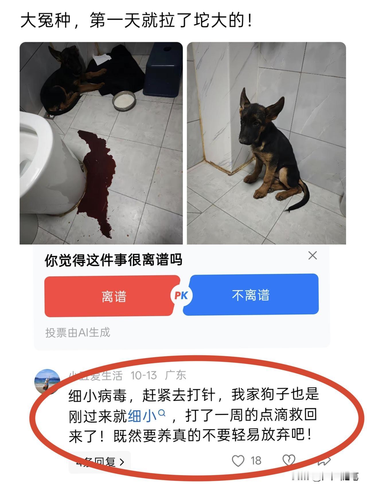 养了这么多年的狗我还是头一次听说这个细小。