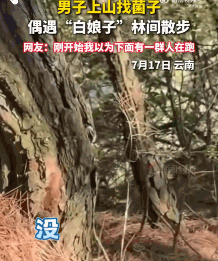 猝不及防！云南，一名男子低头在山林里专心找寻菌子。骤然抬头，当场浑身僵住！不远处