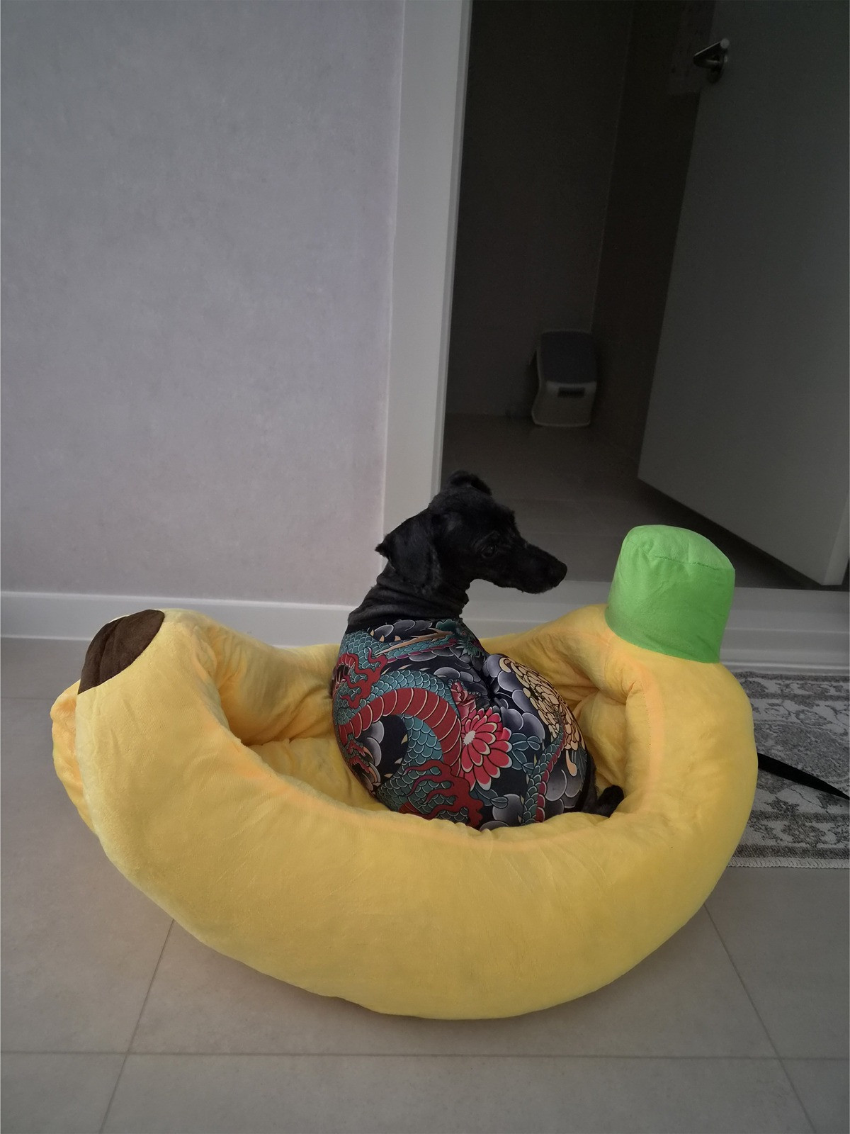 妈妈给小狗买回来的衣服太好笑了海外新鲜事热点现场