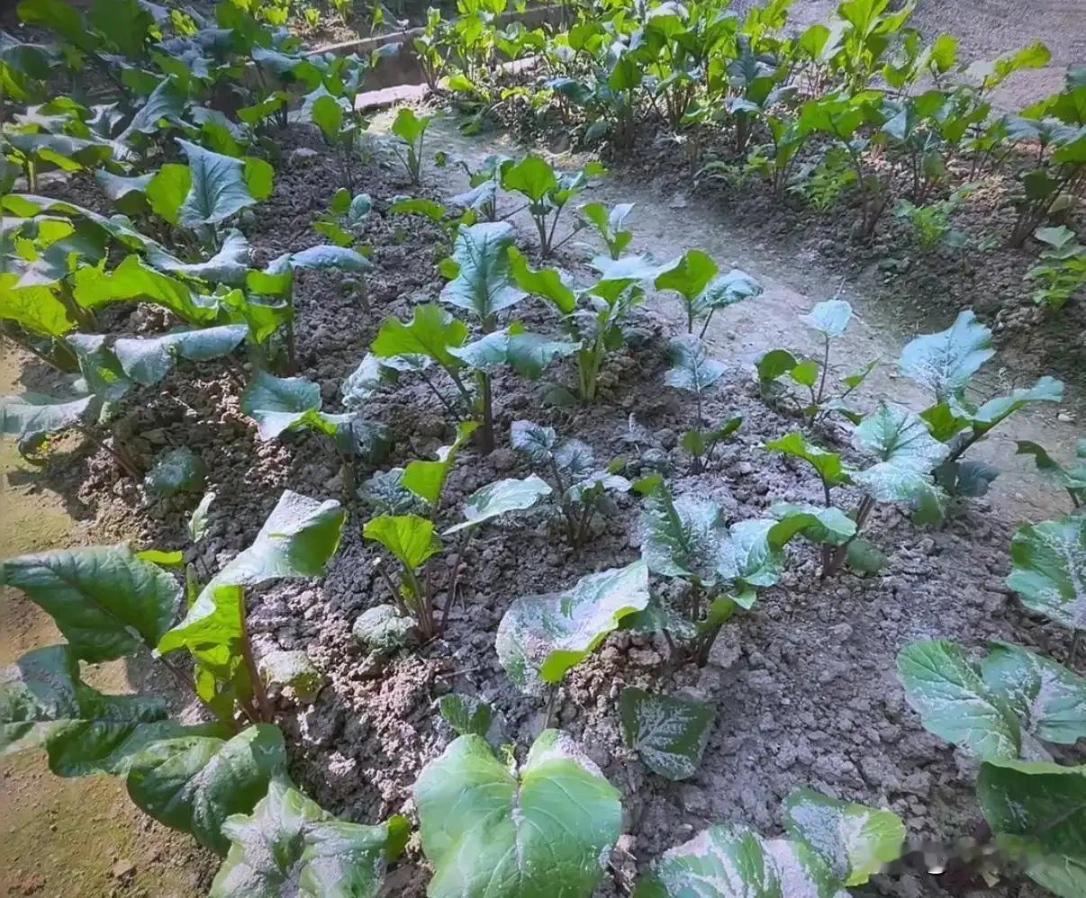 这三种蔬菜最怕草木灰，用错了秧子全黄，一季白忙活，早知道早受益草木灰种菜是