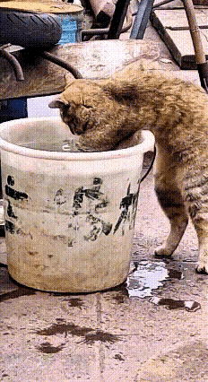 这段橘猫捞鱼的画面，我反复看了好几遍，又好笑又有意思。水桶里的鱼勾