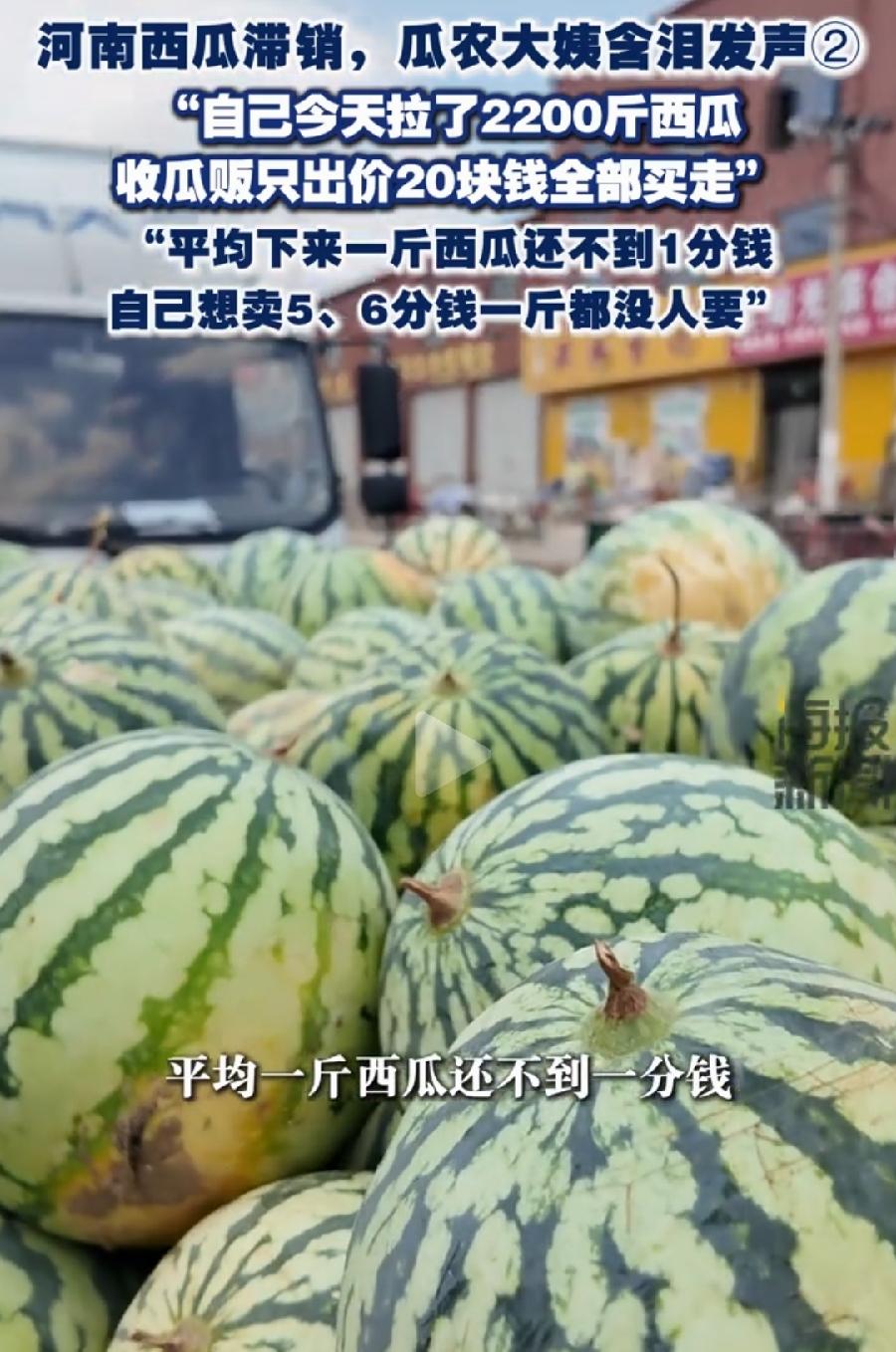 开封大妈2200斤西瓜20元，瓜贩开价不低！看西瓜成色，拔秧瓜，瓜蒂都枯干了，这