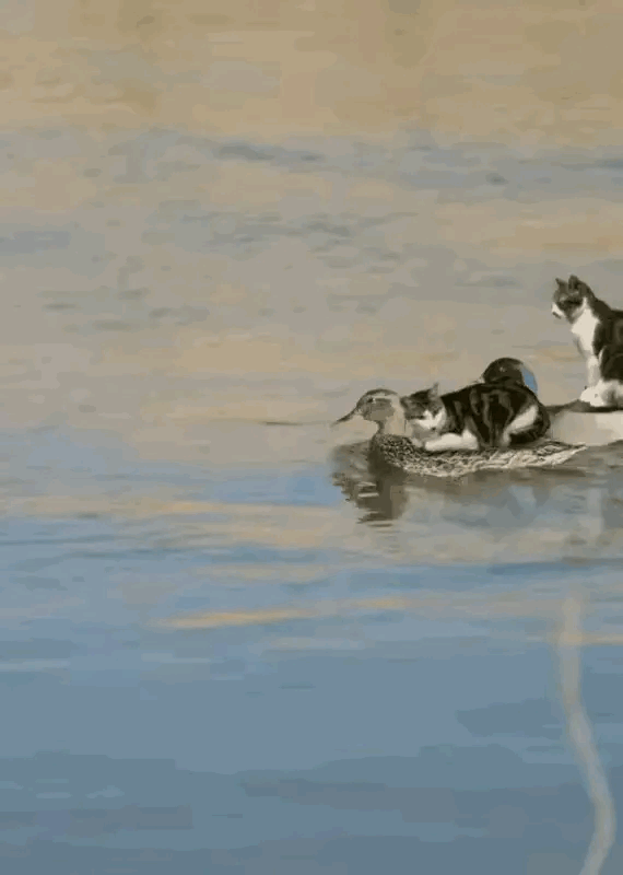 一个敢做一个敢驼绝了