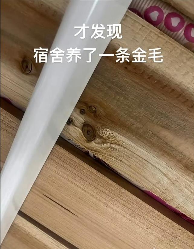 才发现宿舍养了一条金毛