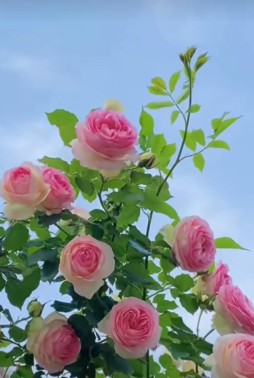 讓愛和緣天長地久，讓福和壽默默相守，讓情和義刻在心裏，健康快樂一生擁有。