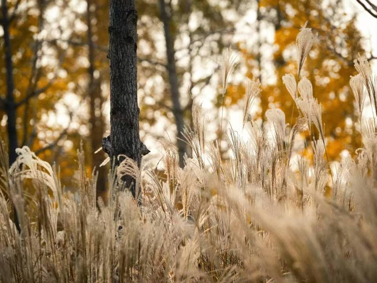 大自然中吸氧，漫步红杉林。