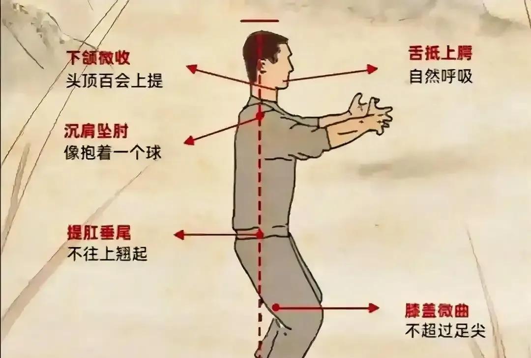 站桩不是站着不动，而是让骨头扛住身体，肌肉轻轻歇着。过去总说“要沉肩坠肘”，可