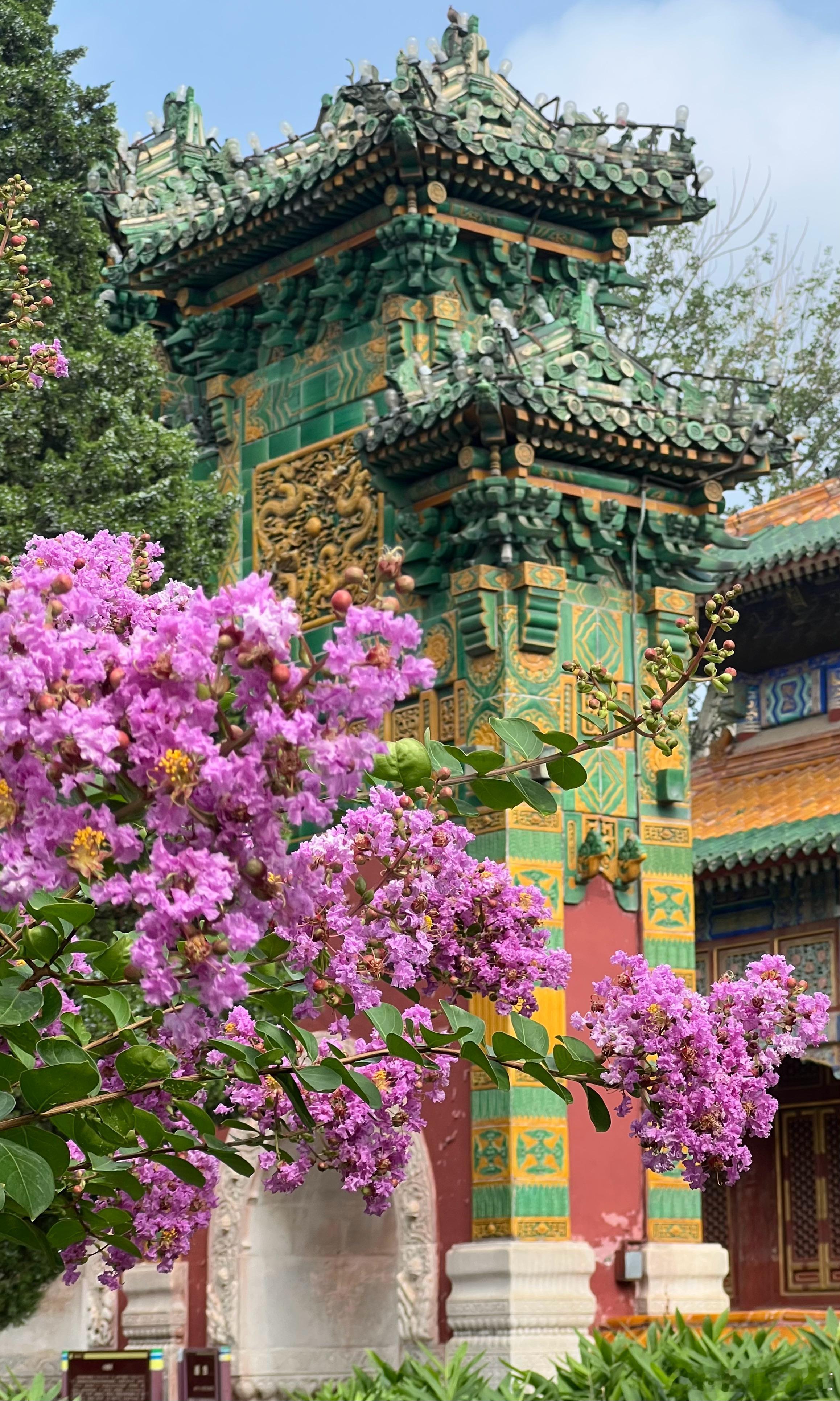 北海公园 小西天 紫薇花开北京夏日颜色​​​摄影​​​