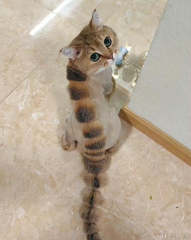 猫咪秒变怪兽​​​
