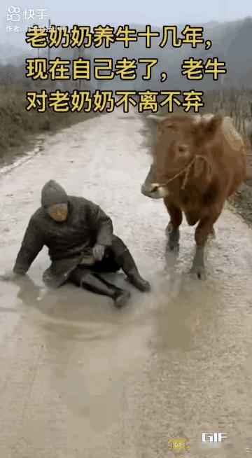 惊呆所有人：老奶奶养牛十几年，现在老了，老牛对老奶奶不离不弃，老奶奶地滑摔倒，老