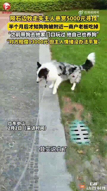 万万没想到！广东中山一只陨石边牧不慎走丢，狗主人急坏了，到处寻找小狗，甚至还报了