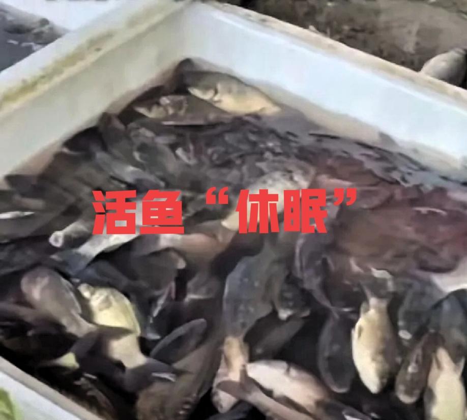 太揪心！央视曝光活鱼运输黑幕，看完不敢买了！常买活鱼的朋友注意了！央视最新
