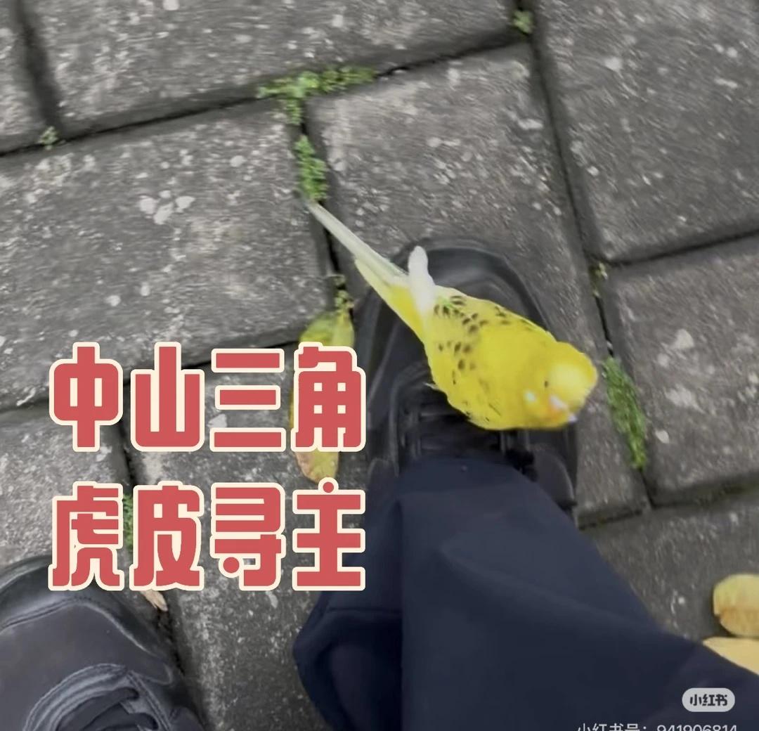 中山三角虎皮寻主❗️❗️❗️1.捡到地址：广东省中山市三角镇东润华庭小区内​