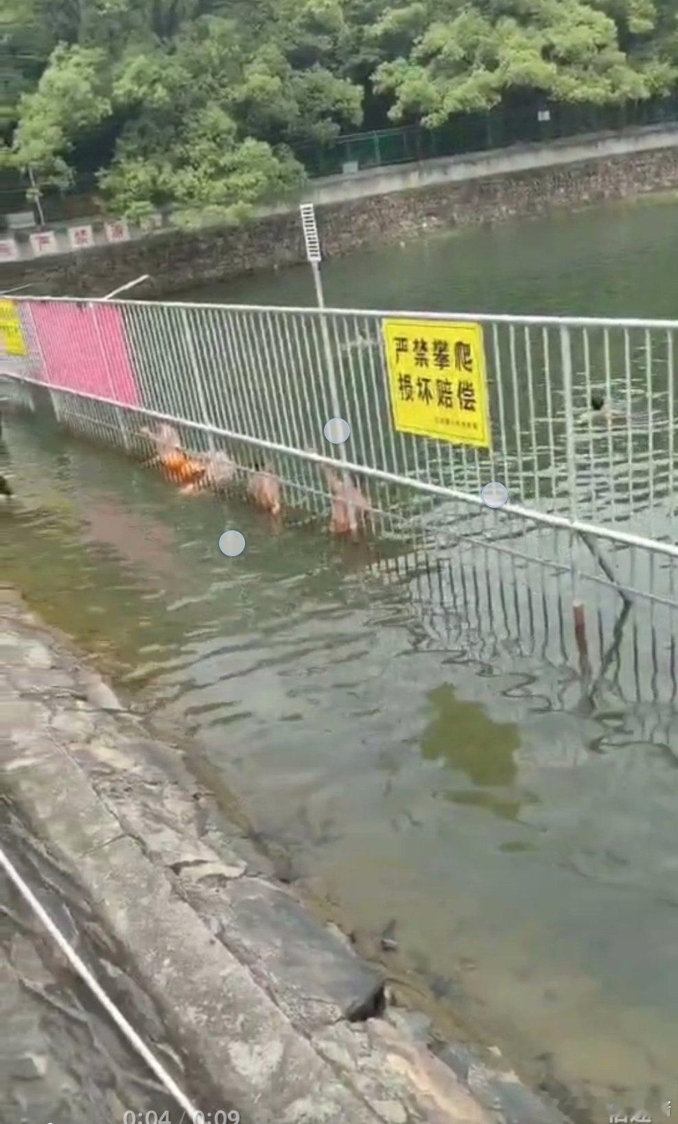 建了围栏都拦不住爬进去游泳的​​​