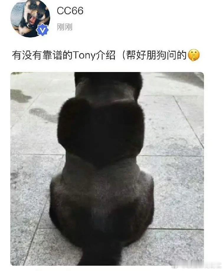 笑死我了这个六斤好敦实的背影​​​