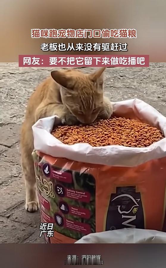 这是成精了！广东，一流浪猫跑到宠物店门口，扒着门口的猫粮一顿吃，店主却从不驱赶，