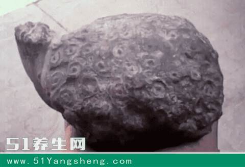游客海边游玩不小心踢到石龟, 捡起带回家才发现是宝