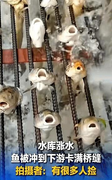 笑死了，水库涨水，放水时水库里的鱼跟着大水被冲了下来，结果下游正好有个桥是钢筋做