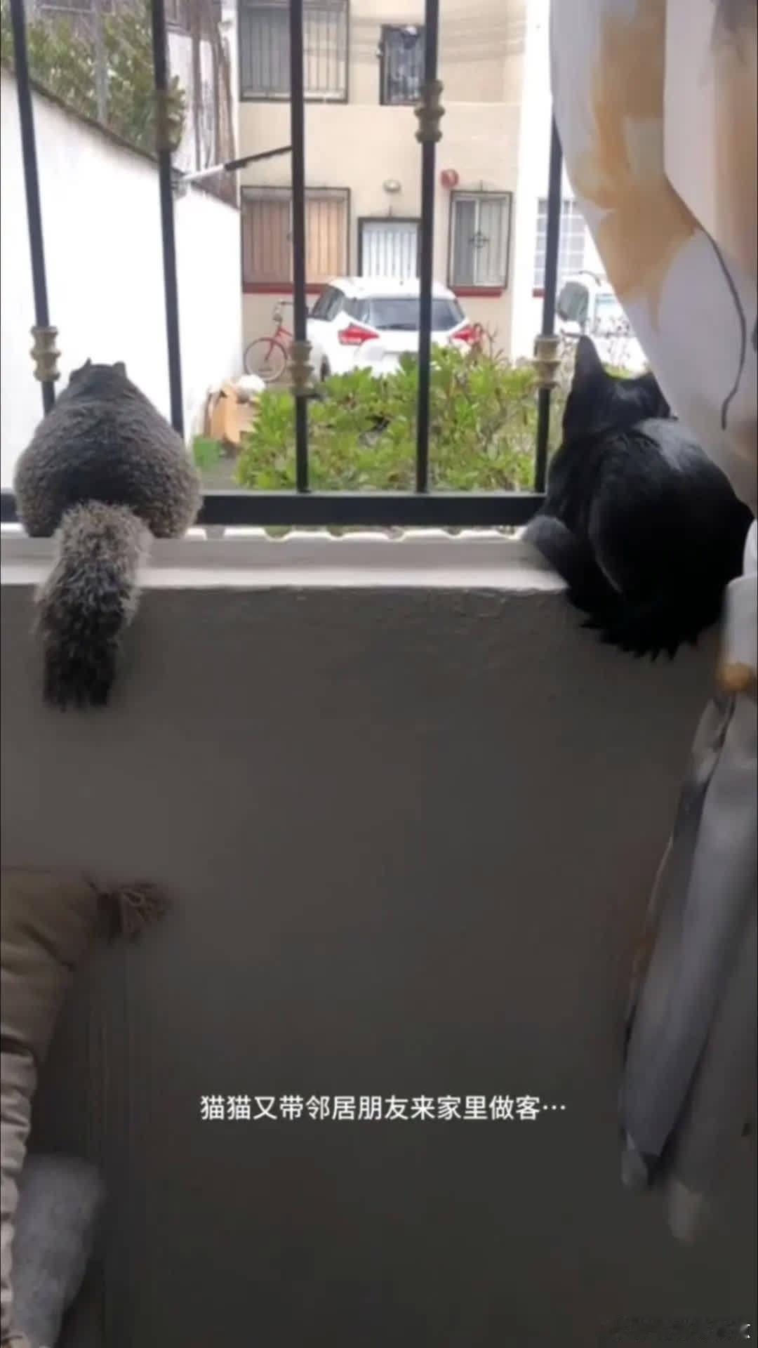 猫猫圈子挺大啊😊萌宠宠物