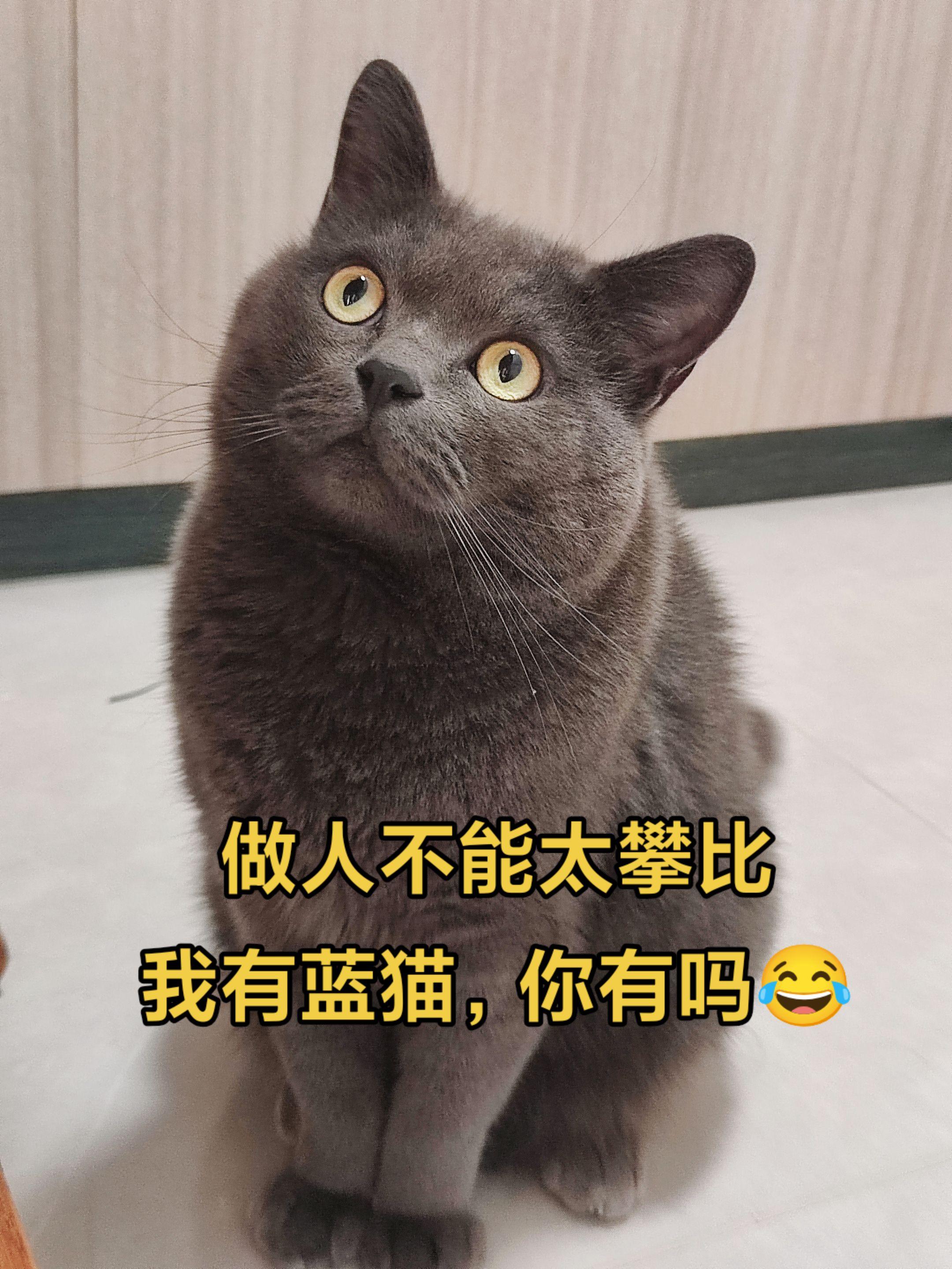 做人不能太攀比!我有蓝猫，你有吗