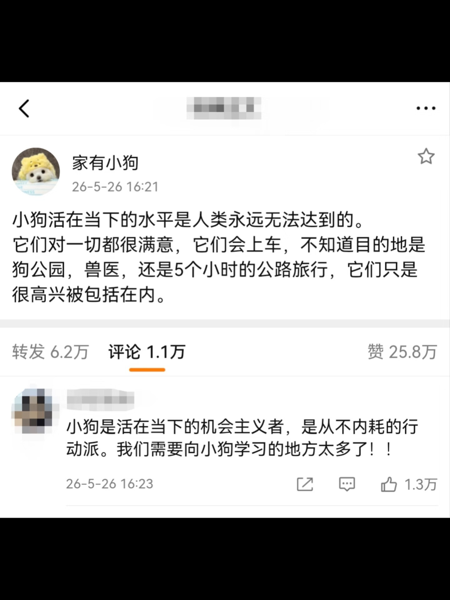 小狗是活在当下的机会主义者